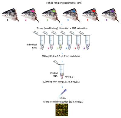 A Bioactive Extract Rich in Triterpenic Acid and Polyphenols from Olea europaea Promotes Systemic Immunity and Protects Atlantic Salmon Smolts Against Furunculosis